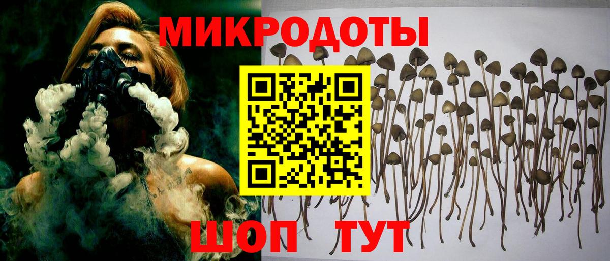 Псилоцибиновые грибы Psilocybe Чайковский